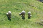 PICTURES/Cusco Ruins - Sacsayhuaman/t_Alpaca3.JPG